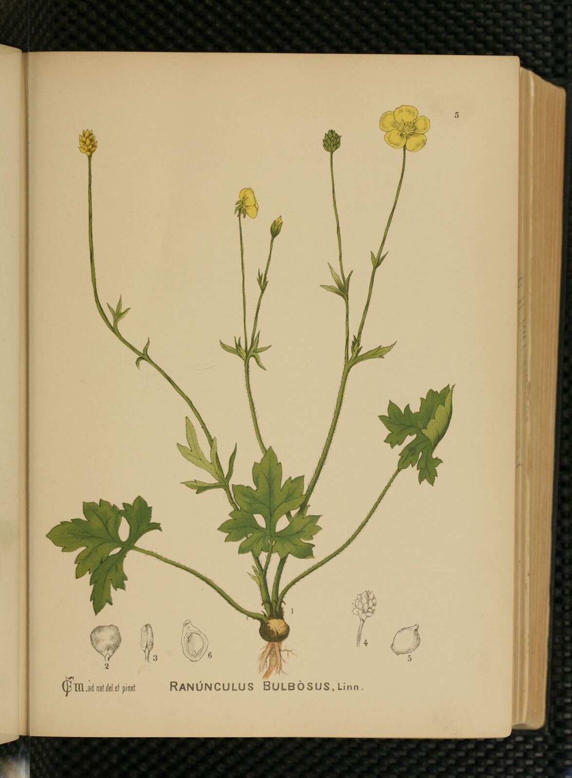 Ranunculus Bulbosus Plate No. 5, from American Medicinal Plants or American Medicinal Plants; an Illustrated and Descriptive Guide to the American Plants used as Homeopathic Remedies: Their History, Preparation, Chemistry, and Physiological Effects., Vol 1
