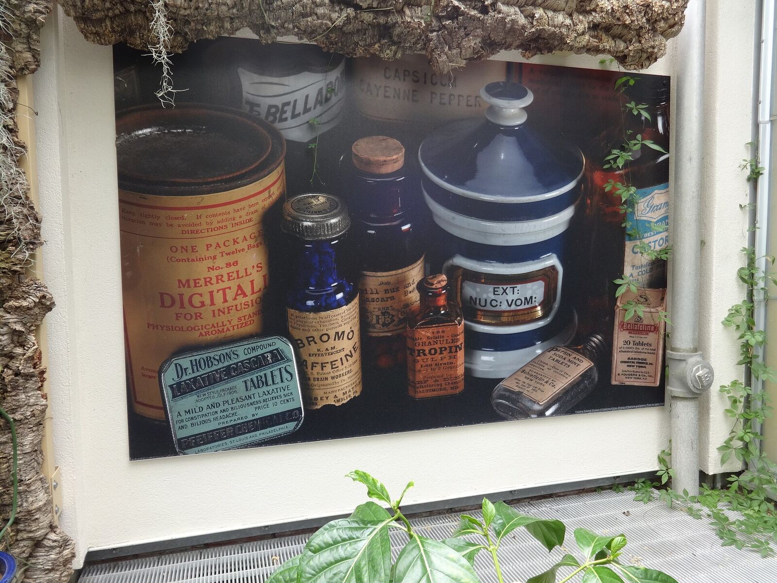 Medicinal Plants, United States Botanic Garden, Washington, D.C.