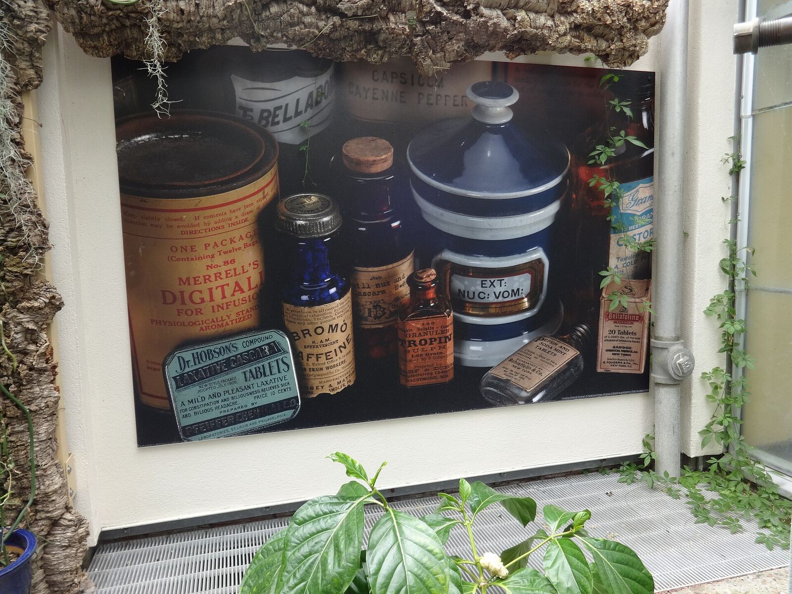 Medicinal Plants, United States Botanic Garden, Washington, D.C.