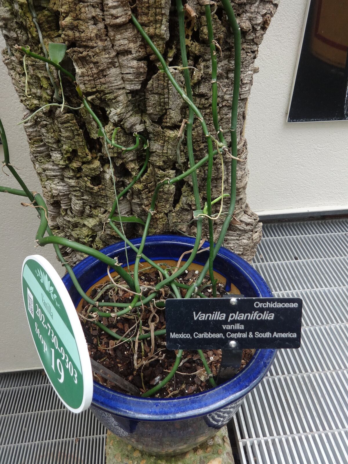 Medicinal Plants, United States Botanic Garden, Washington, D.C.