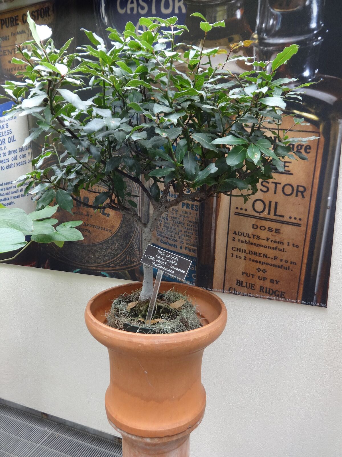 Laurus nobilis , Medicinal Plants, United States Botanic Garden, Washington, D.C.