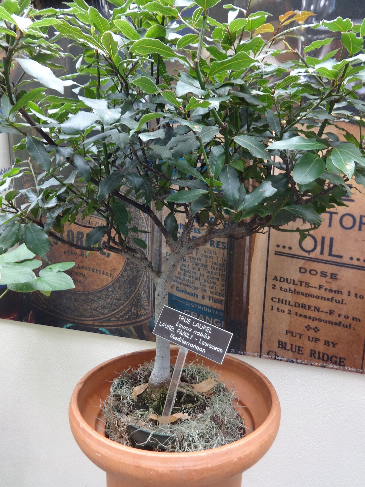 Laurus nobilis , Medicinal Plants, United States Botanic Garden, Washington, D.C.