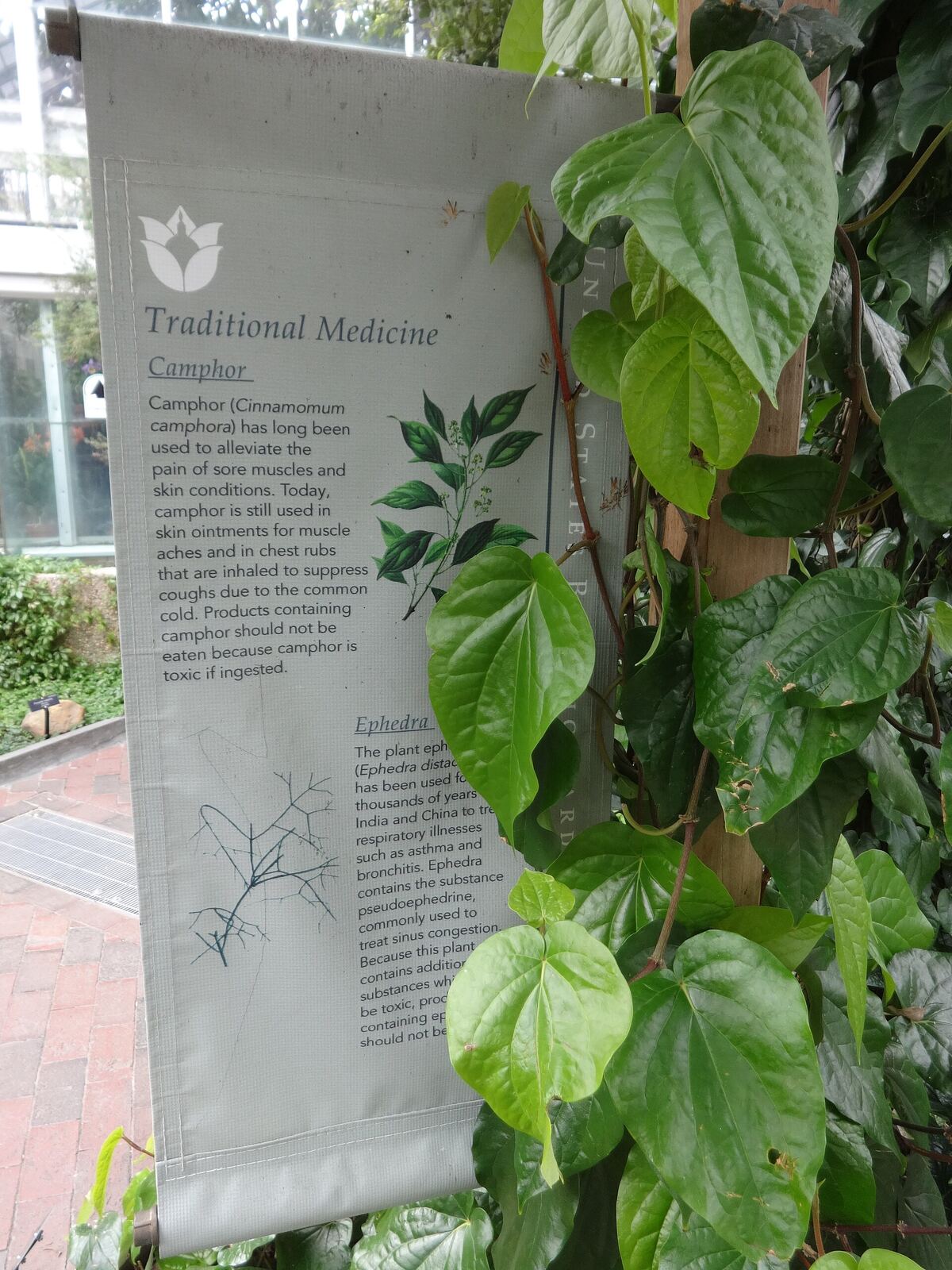 Medicinal Plants, United States Botanic Garden, Washington, D.C.