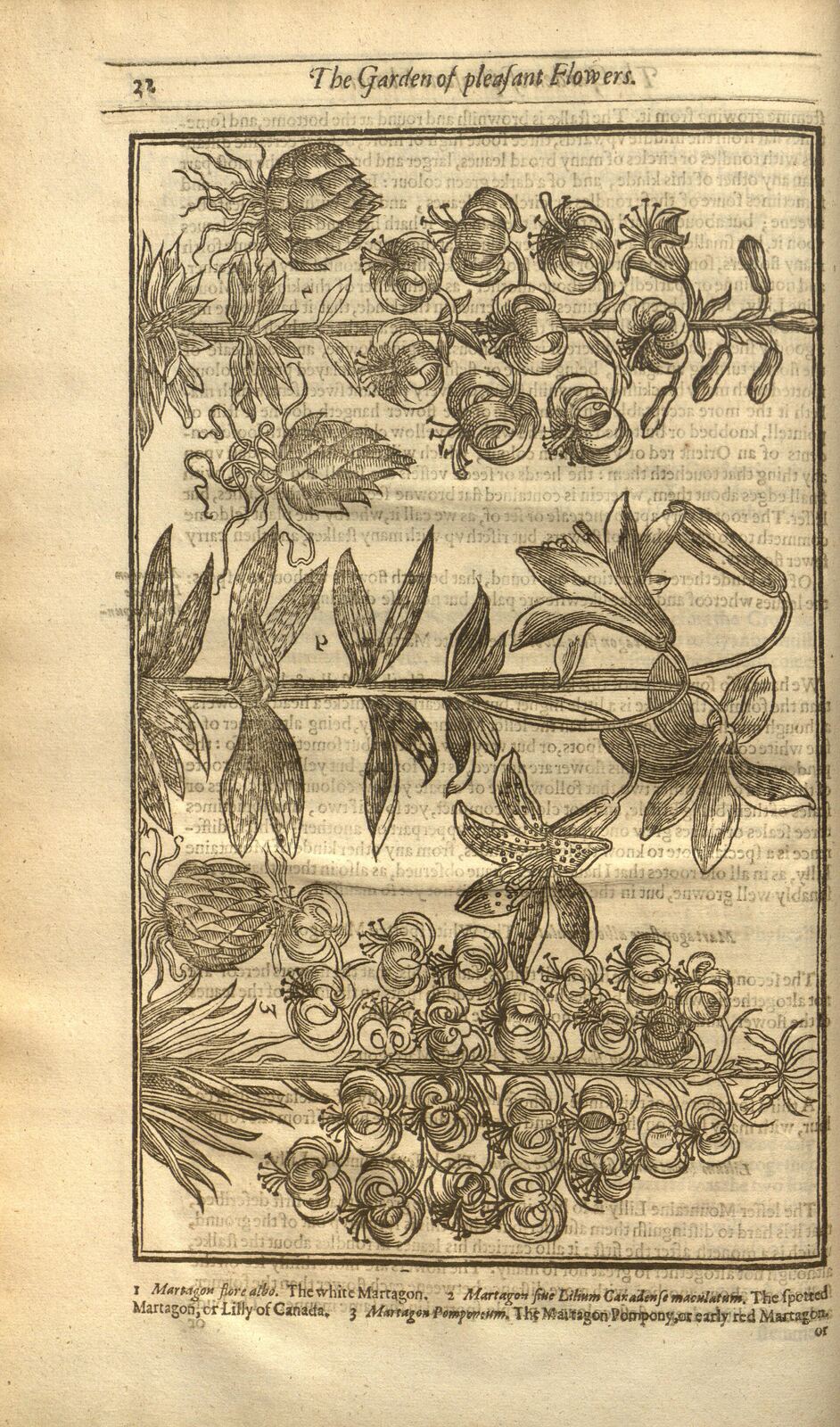 Medicinal Plants, United States Botanic Garden, Washington, D.C.