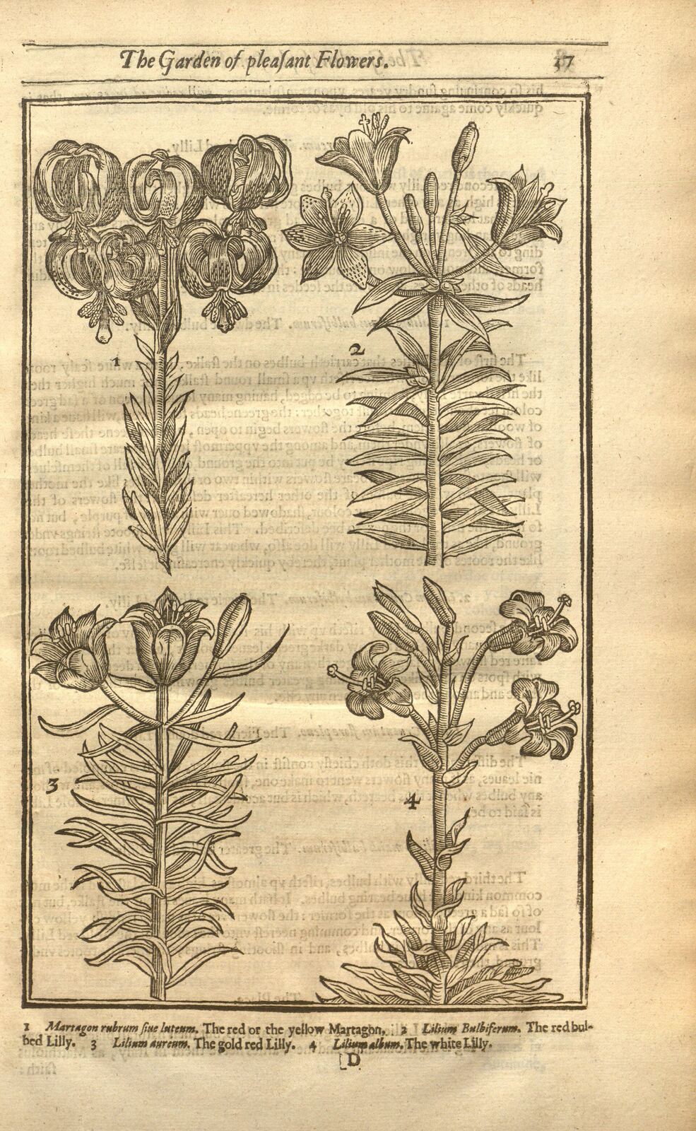 Medicinal Plants, United States Botanic Garden, Washington, D.C.