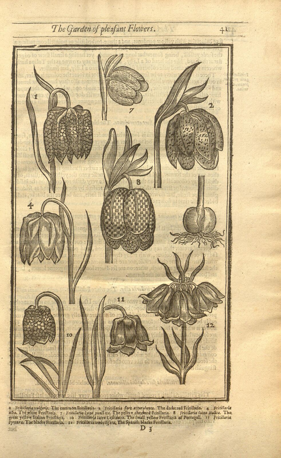 Paradisi in sole paradisus terrestris, or, A garden of all sorts of pleasant flowers which our English ayre will permitt to be noursed vp: with a kitchen garden of all manner of herbes, rootes, & fruites, for meate or sause vsed with vs, and an orchard of all sorte of fruitbearing trees and shrubbes fit for our land together with the right orderinge planting & preseruing of them and their vses & vertues /