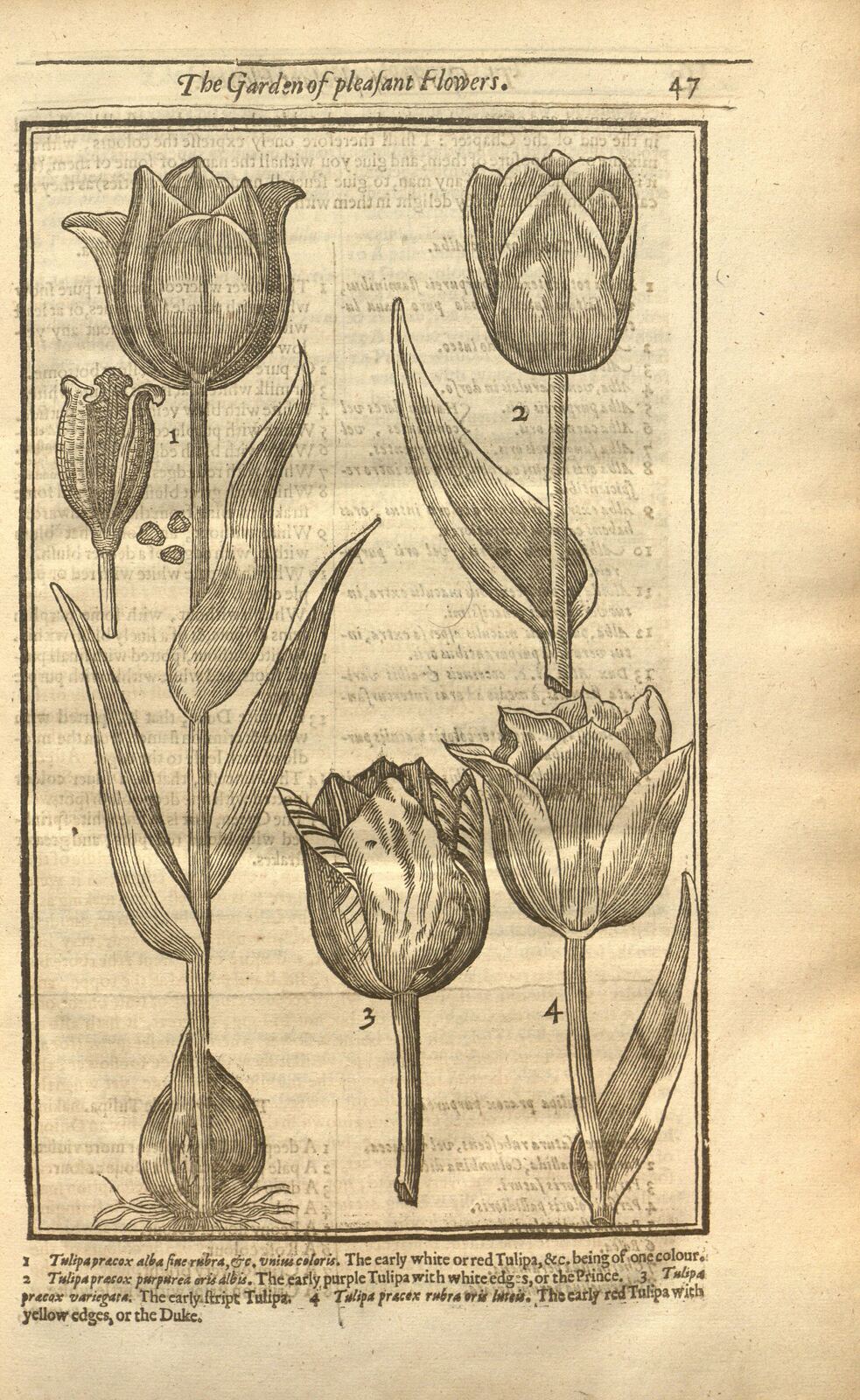 Paradisi in sole paradisus terrestris, or, A garden of all sorts of pleasant flowers which our English ayre will permitt to be noursed vp: with a kitchen garden of all manner of herbes, rootes, & fruites, for meate or sause vsed with vs, and an orchard of all sorte of fruitbearing trees and shrubbes fit for our land together with the right orderinge planting & preseruing of them and their vses & vertues /